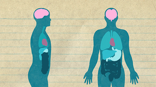Kalp Anatomisi ve Fizyolojisi Quiz'i: Vücudunuzun motoru hakkında ne kadar bilgi sahibisiniz?