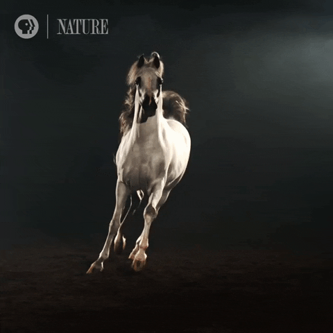 Atlar Hakkında Bilgi Yarışması: Bu muhteşem hayvanlar hakkında ne kadar bilgi sahibisiniz?