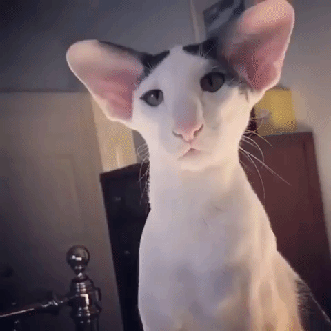 Oriental Shorthair hakkında bir quiz: Bu kedi ırkı hakkında ne kadar bilgi sahibisiniz?