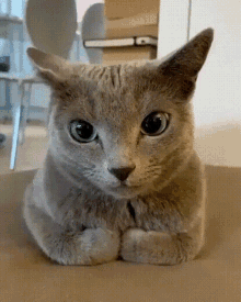 Rus Mavisi Kedi Hakkında Bilgi Yarışması: Bu kedi ırkı hakkında ne kadar bilgi sahibisiniz?