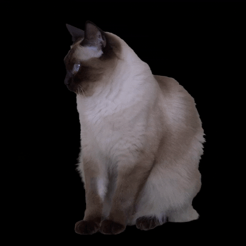 Tonkinezler Quiz'i: Bu kedi ırkı hakkında ne kadar bilgi sahibisiniz?