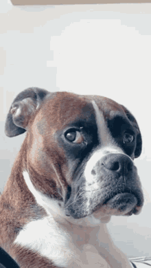 Boxer Quiz: Bu köpek ırkı hakkında ne kadar bilgi sahibisiniz?