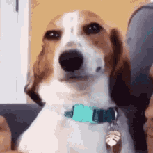 Quiz: Beagle hakkında ne kadar bilgi sahibisiniz? Şimdi öğrenin!