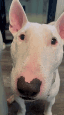 Quiz: Bull Terrier hakkında ne kadar bilgi sahibisiniz?
