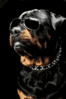 Rottweiler Quiz'i: Bu köpek ırkı hakkında ne kadar bilgi sahibisiniz?