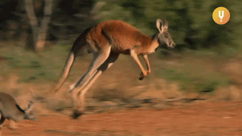 Kanguru hakkında quiz: Bu sıçrayan hayvanlar hakkında ne kadar bilgi sahibisiniz?