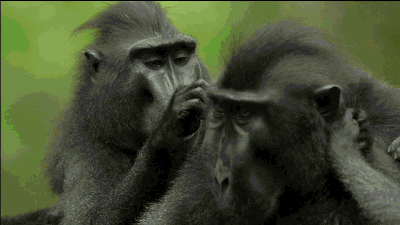 Maymunlar Quiz'i: Bu zeki hayvanlar hakkında ne kadar bilgi sahibisiniz?