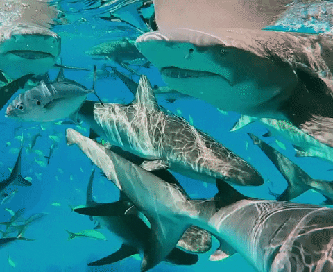 Köpekbalıkları hakkında ne kadar bilgi sahibisiniz? Bu quiz ile öğrenin!