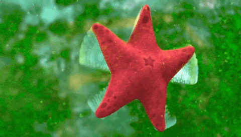 Deniz Yıldızları Quiz'i: Bu ilginç deniz canlıları hakkında ne kadar bilgi sahibisiniz?