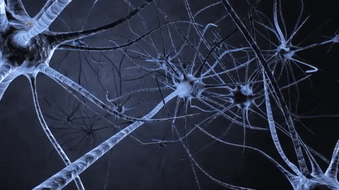 Sinir Sistemi Testi: Beynin ve sinirlerin hakkında ne kadar bilgi sahibisin?